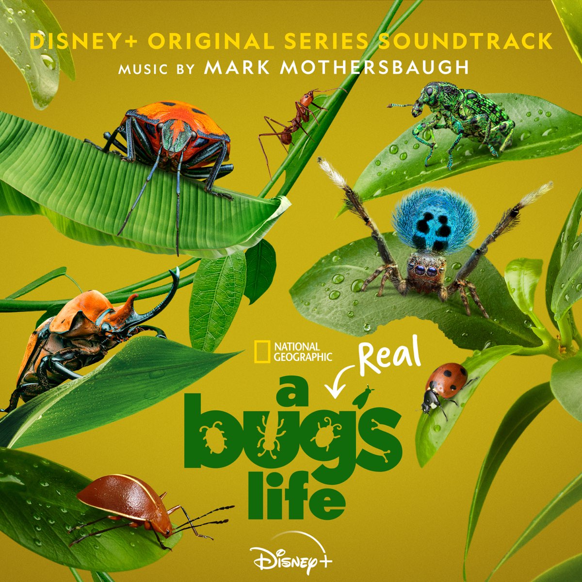 Hollywood Records edita A Real Bug’s Life de Mark Mothersbaugh